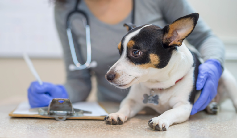 veterinary services