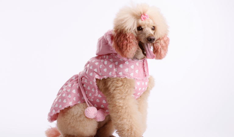 Beauty & Personal Care and Pet Sector