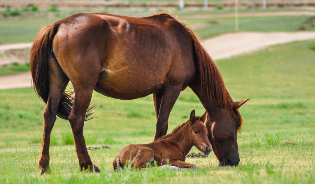 Equestrian & Farm eCommerce Brand