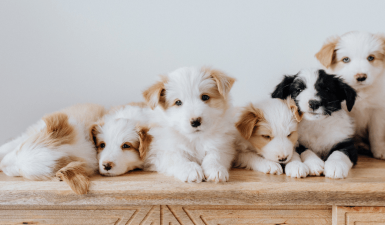 adorable puppies with loving families