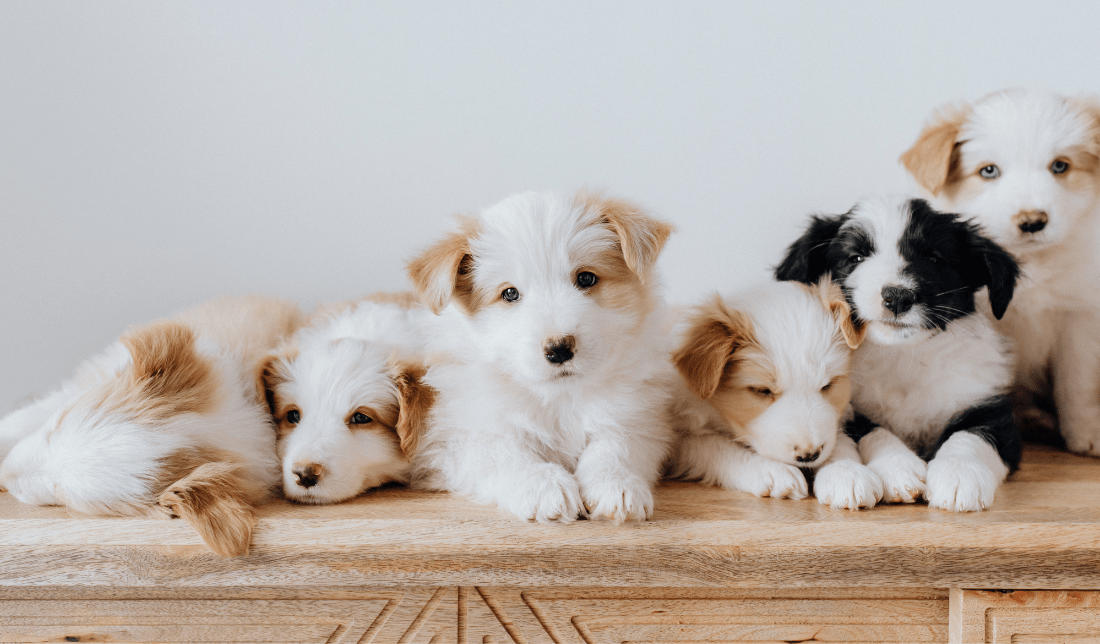 adorable puppies with loving families