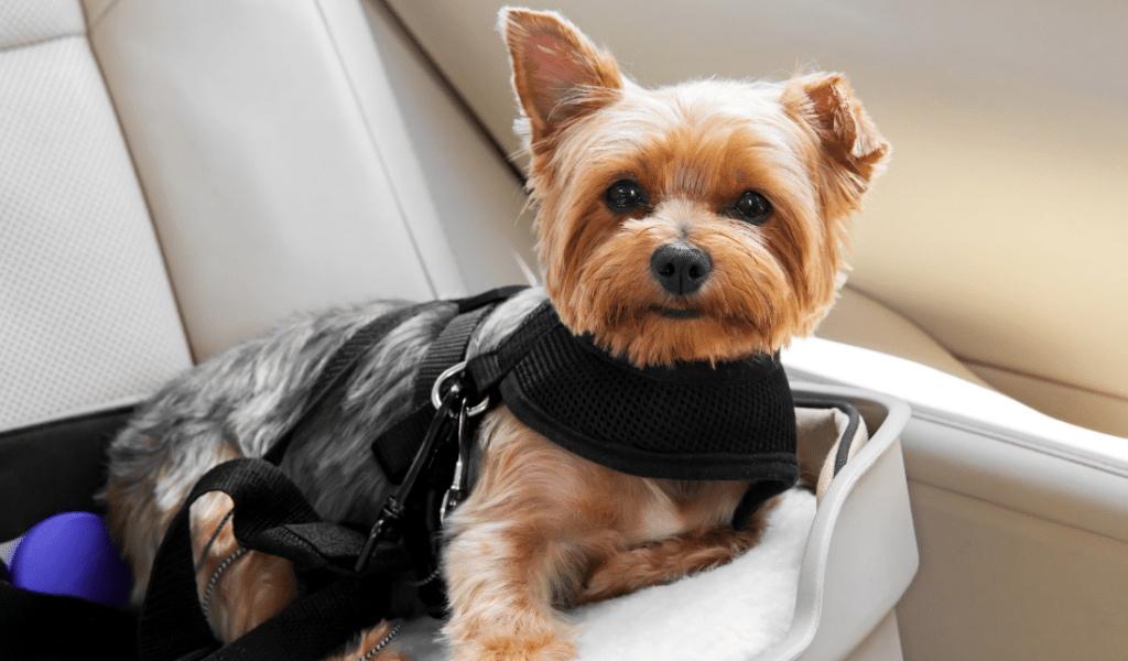 automotive seat protection products for dogs and cats