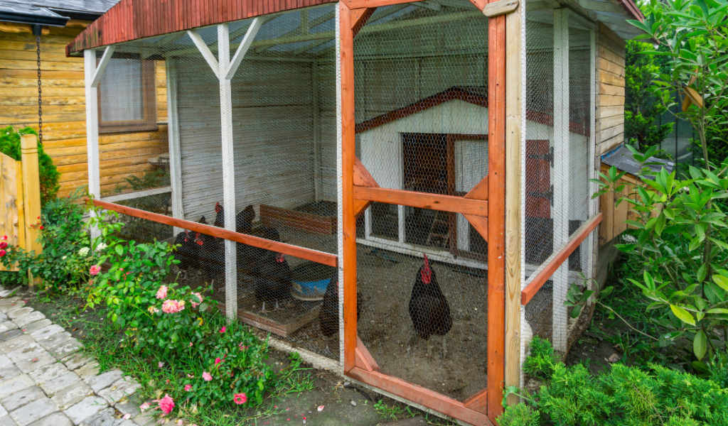backyard with chickens and chicken coop
