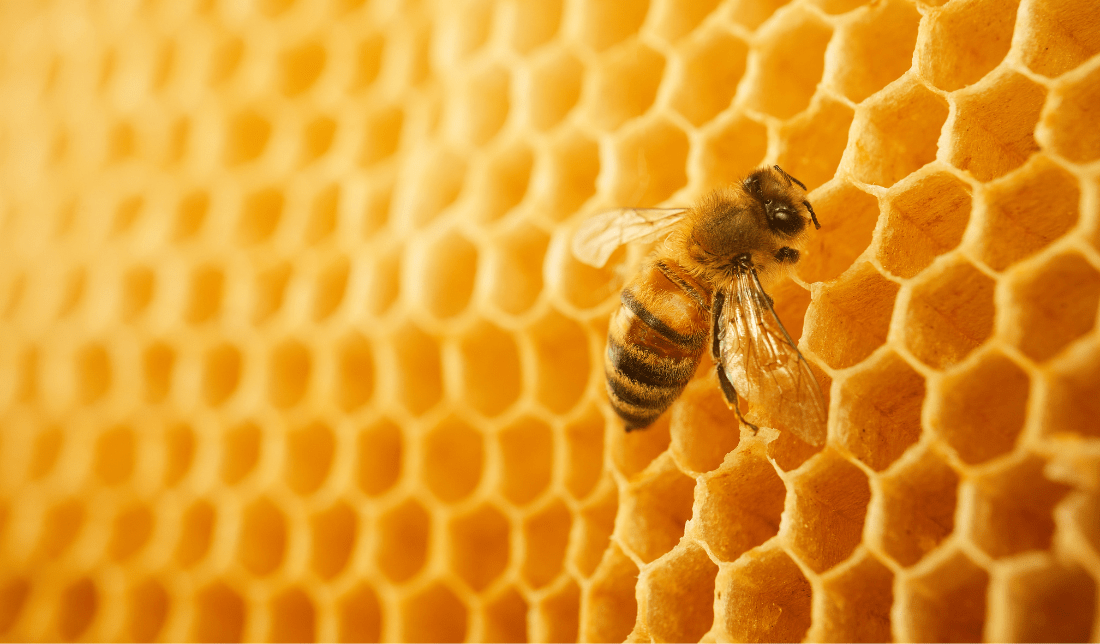 bee or honeycomb