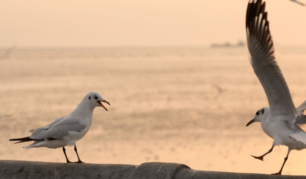 bird repellents