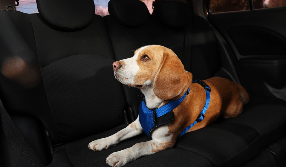 car seat cover with a happy pet sitting