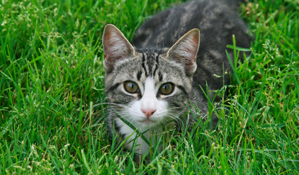 cat playing with a Cat Grass Growing Kit