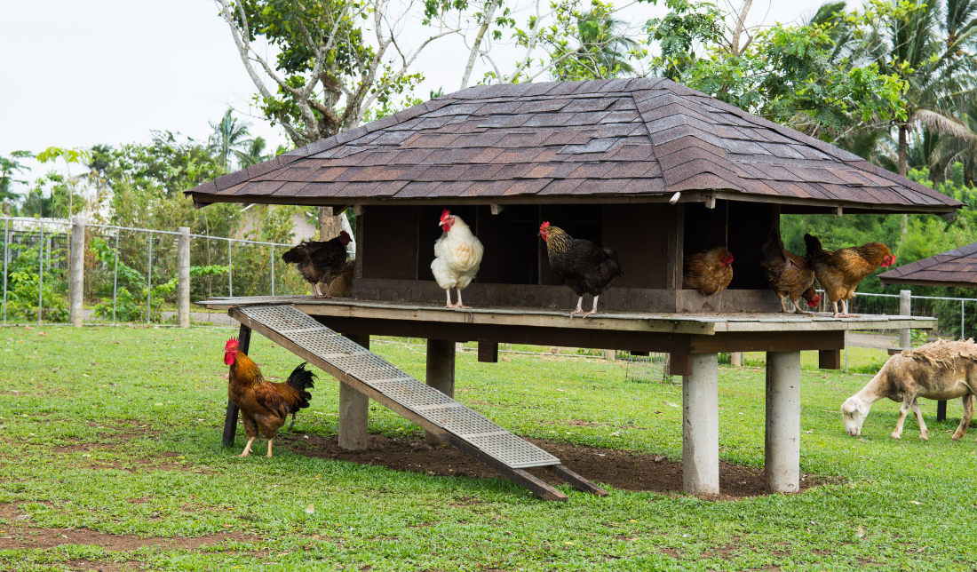chicken coop surrounded by green grass and friendly chickens