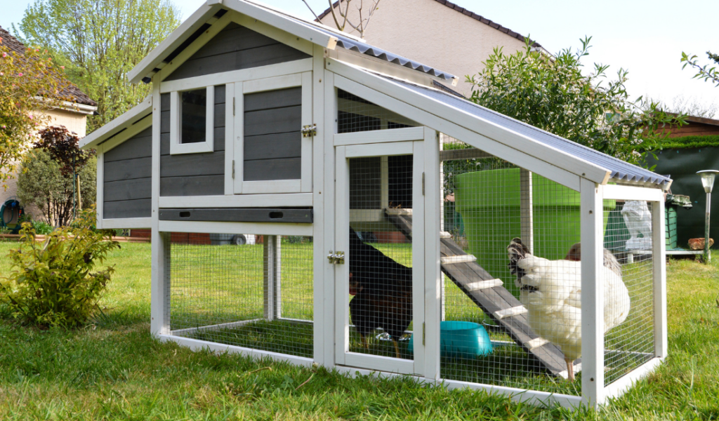 chicken coop with chickens roaming