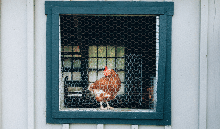 chicken coops
