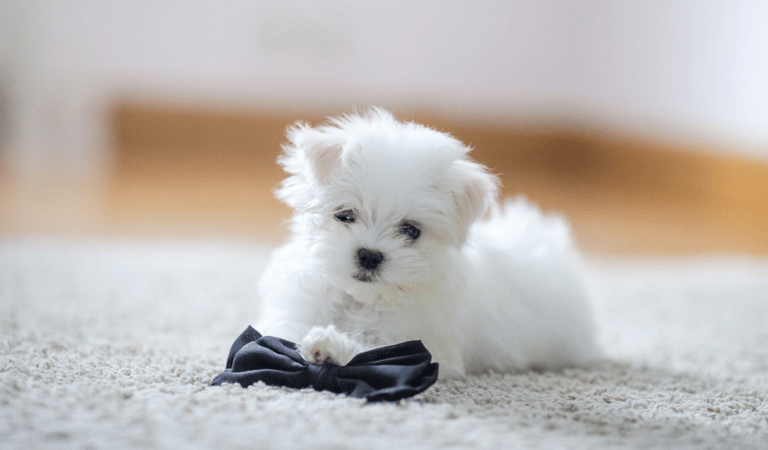 cute and happy puppies sitting at the doorstep