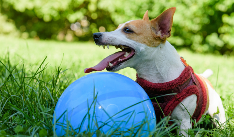 dog apparel