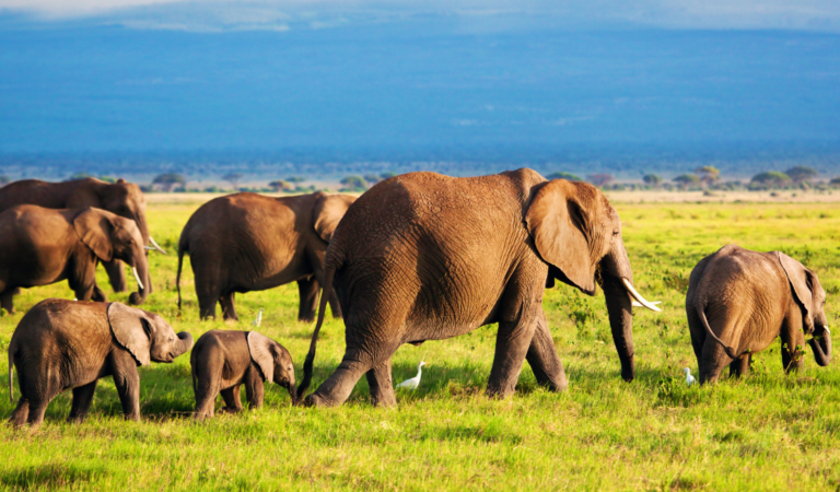 elephants against a green environmentally friendly background