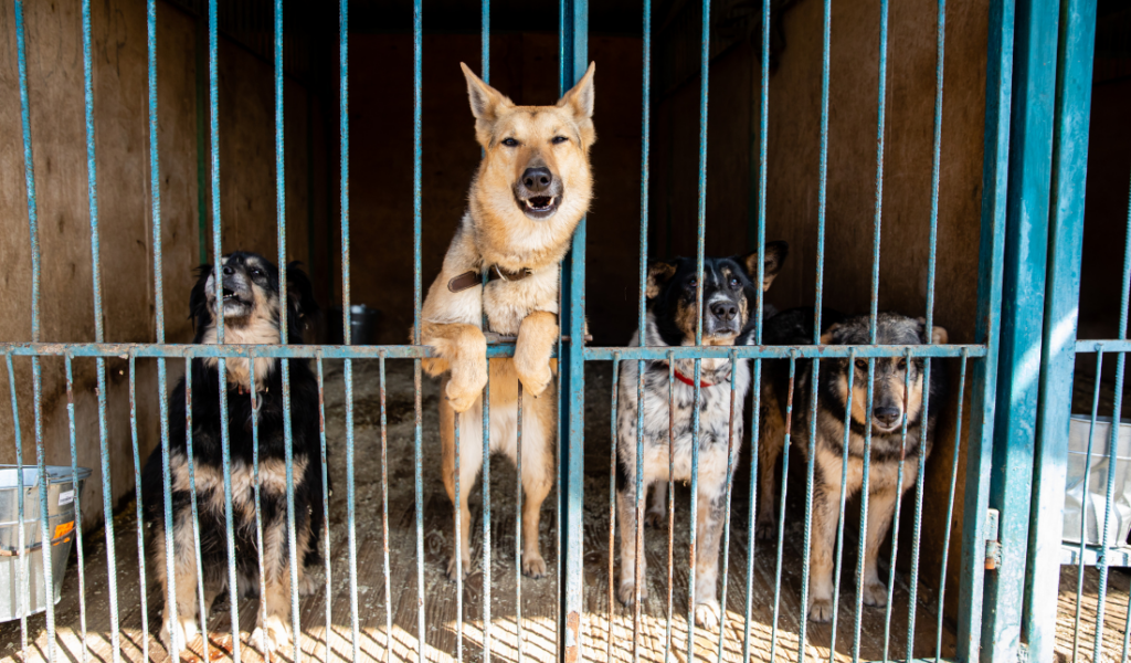 family pet safely secured behind the company's fencing system