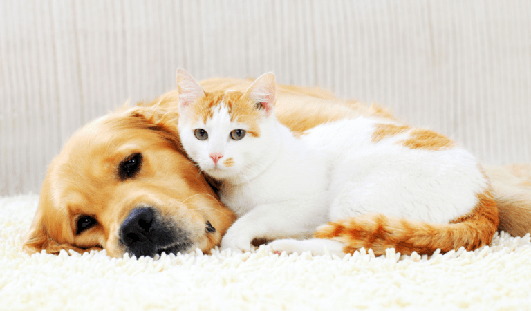 happy dog or a cat