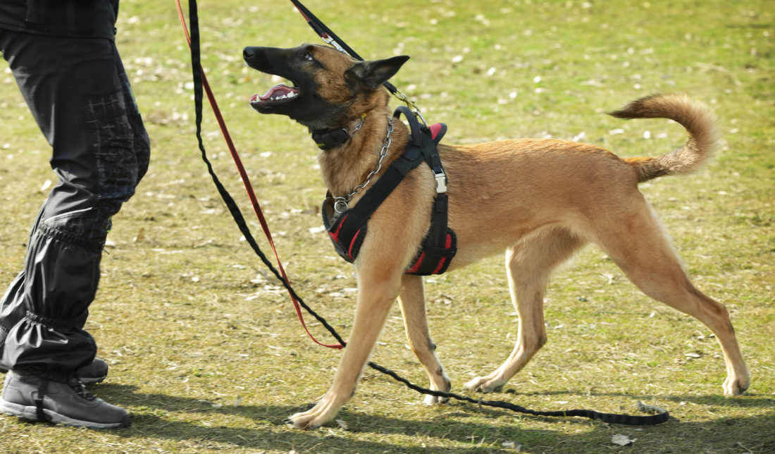happy dog owner holding a bark collar