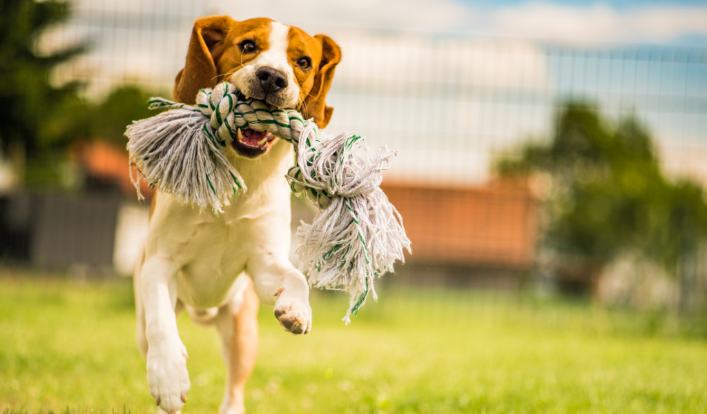 happy older dog playing