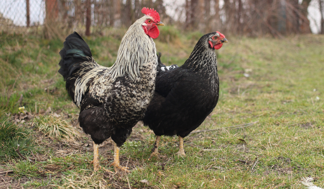 hen in a natural backyard setting