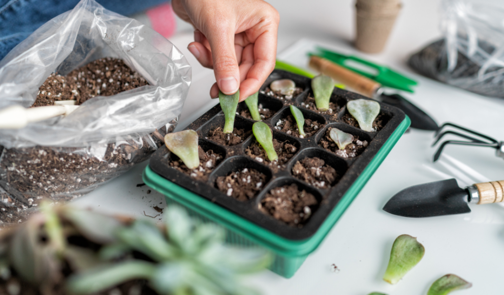 indoor gardening