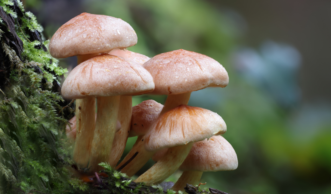 mushroom cultivation and mycology supply