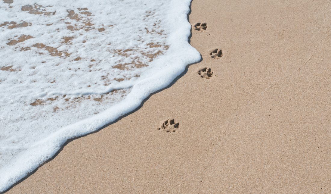 paw print or a dog training collar