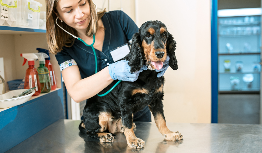 pet care facility