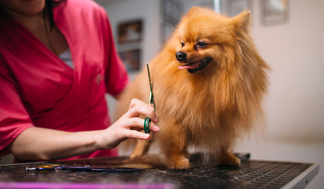 pet supplies, grooming services