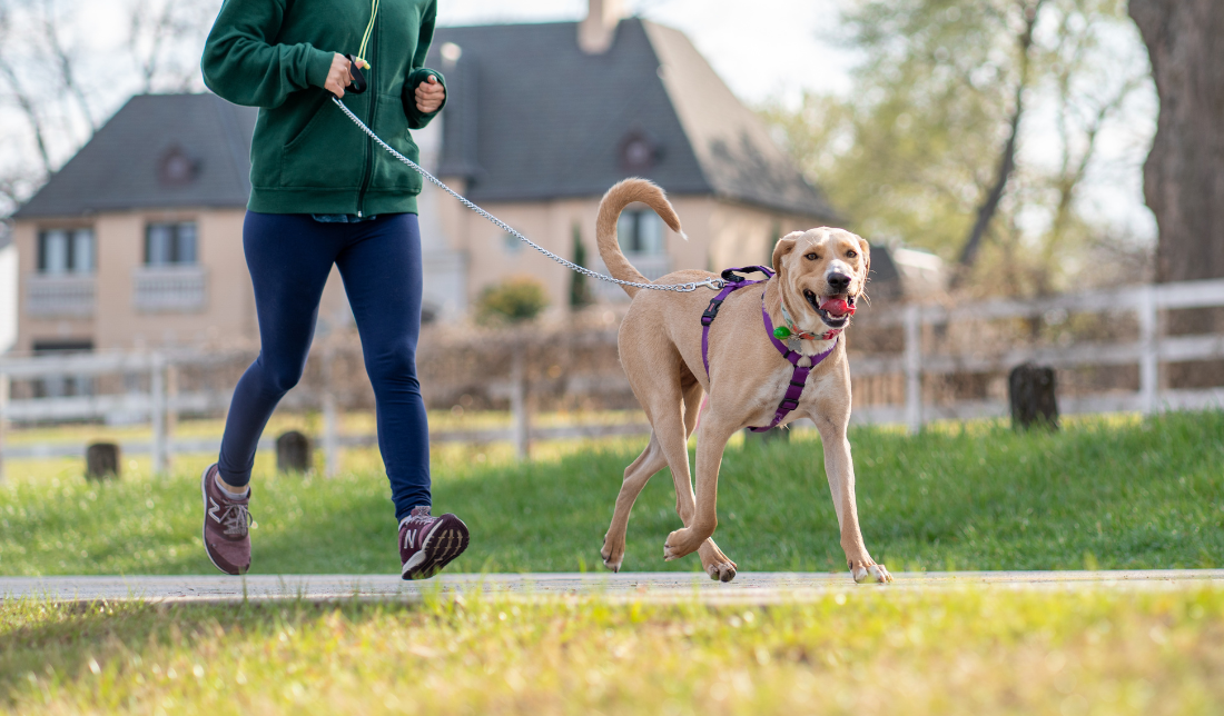pet with a collar and leash