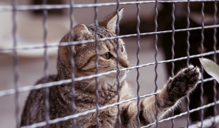 picture of a cat in a protective fence enclosure