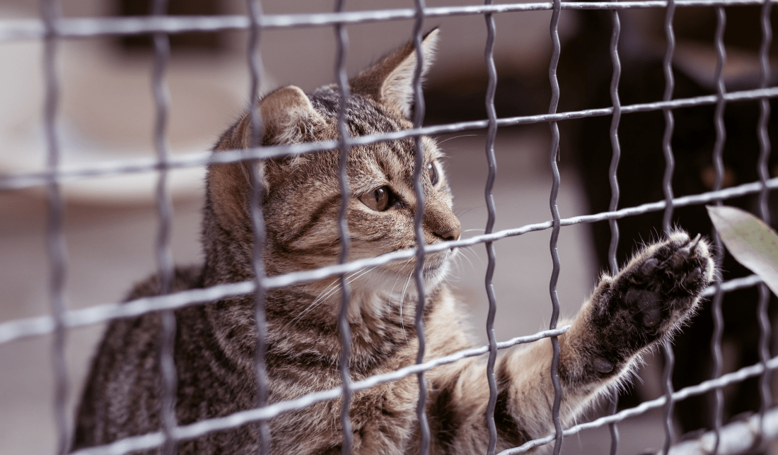 picture of a cat in a protective fence enclosure