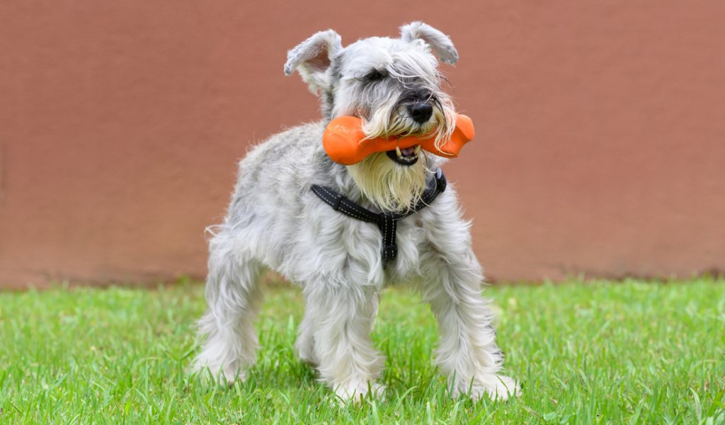 picture of a dog happily playing
