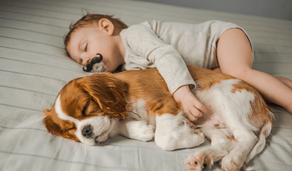 retailer in the Baby and Pet Sectors