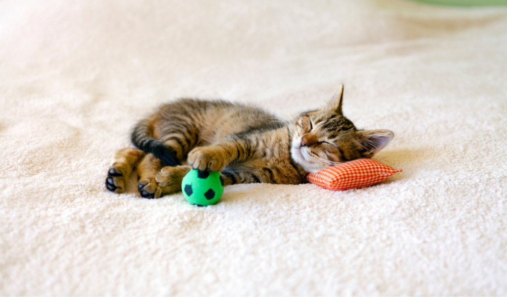 soccer ball pet bed
