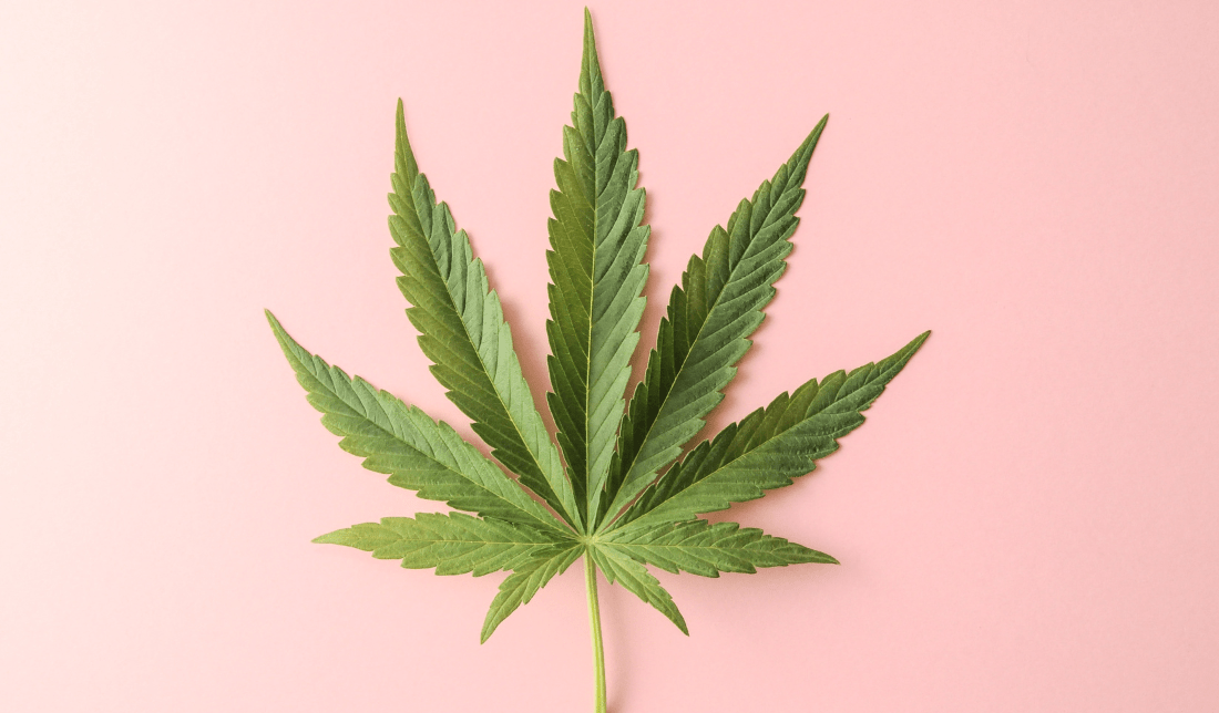 cannabis leaf