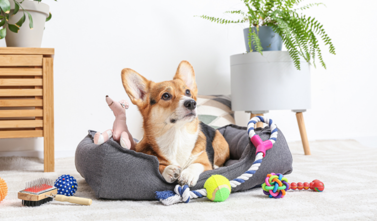 dog with high-end pet products