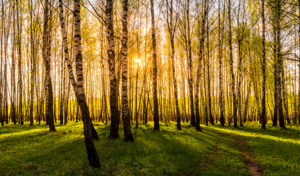 lush forest with a wildlife theme