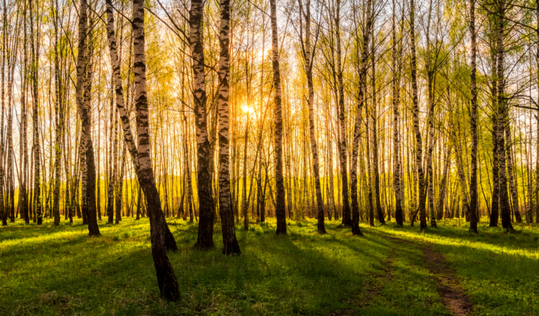 lush forest with a wildlife theme
