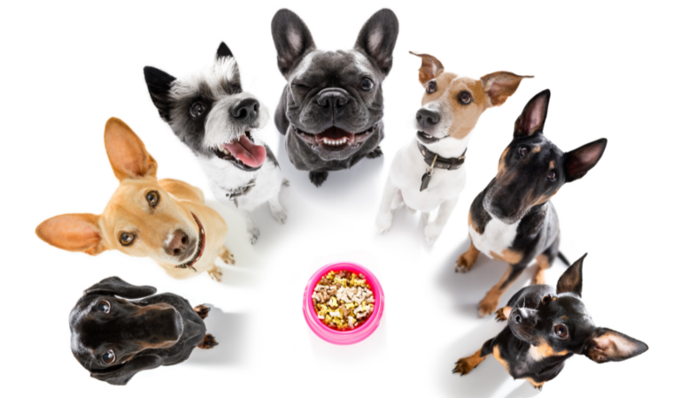 variety of pet products